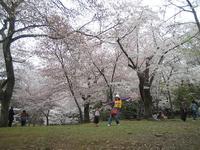 hanami1.jpg